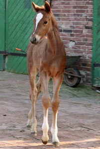 Fuchs v. Santino
